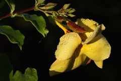 IMG_7131a